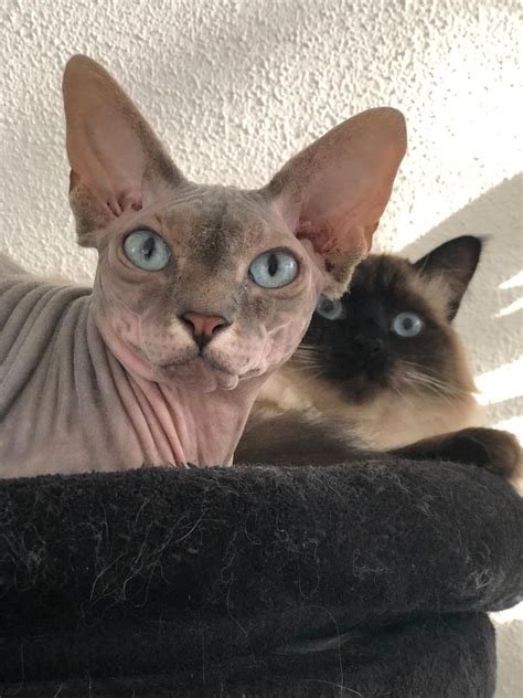 Fluffyandnudie Instagram Page Sphynx Cat Cats Sphynx