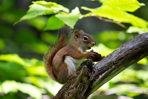 Red Squirrel Eating Free Nature Stock Photo