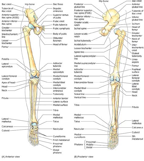 Knee human anatomy function parts conditions treatments. 3 Skeletal framework of the lower limb (Moore and Dalley ...