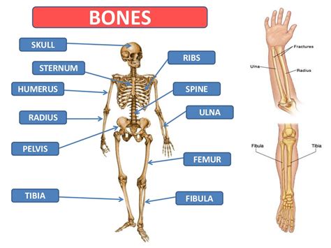 If you purchase it, you will be able to include the full version of it in lessons and share it with your students. Bones and muscles