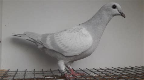 Rare Colored Racing Pigeons For Sale Birdtrader