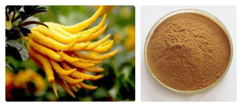 Best Bergamot Extract Powder Manufacturers Suppliers And Factory