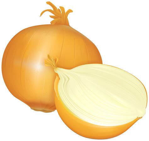 Onion Images Clip Art 10 Free Cliparts Download Images On Clipground 2020