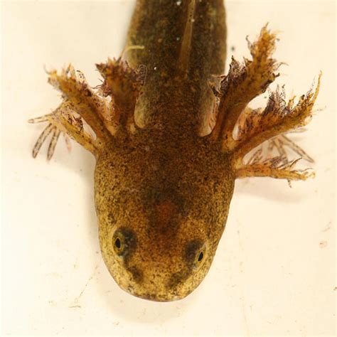 Spotted Salamander Larva Ambystoma Maculatum Photo Tom Murray