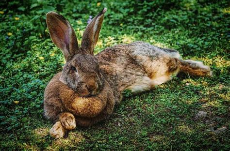 Flemish Giant Rabbit Breeders In Northern Ireland Our Lovely Rabbits