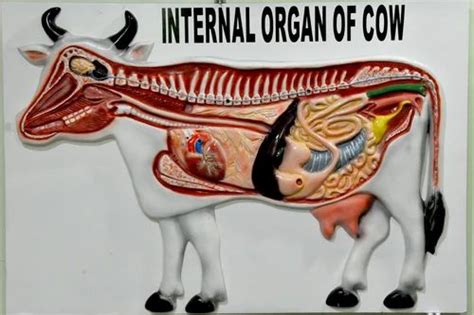Internal Organs Of Cow Model At Rs 15000 Bio Model In Ambala Id