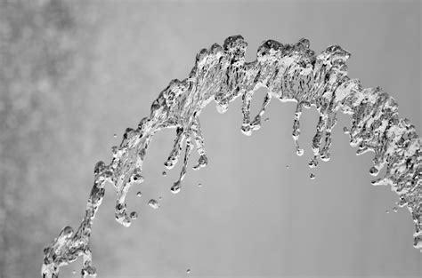 Free Images Nature Branch Snow Winter Drop Dew Black And White