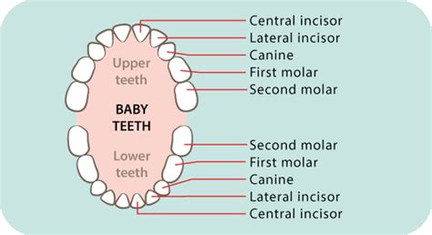 Dental Care For Toddler Teeth And Gums Raising Children