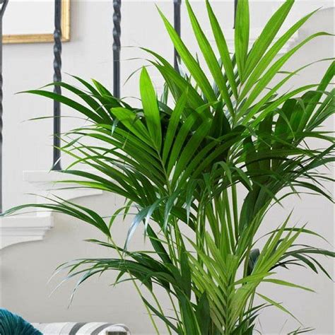 Howea Forsteriana Kentia Palm The Best Palm For Indoors Large 140