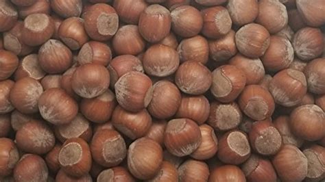 Filberts Hazelnuts Premium Whole Raw In Shell Natural Unsalted
