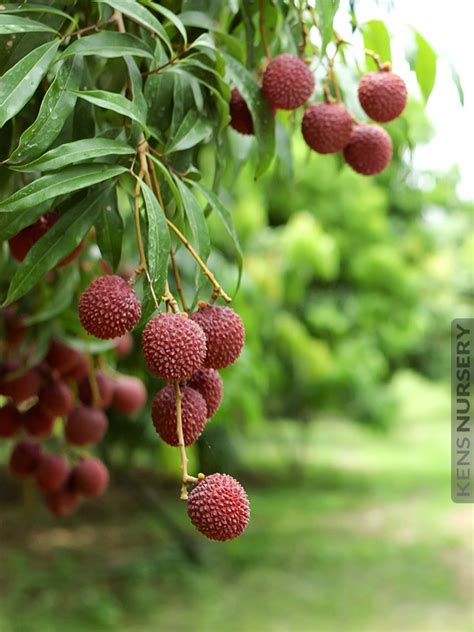 Delicious Lychee Fruit Tree Litchi Chinensis Kens Nursery