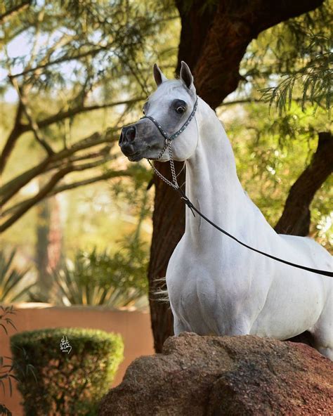2015 Scottsdale Arabian Horse Show Scottsdale Az Byatt Arabians