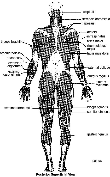 Classification Of Skeletal Muscle