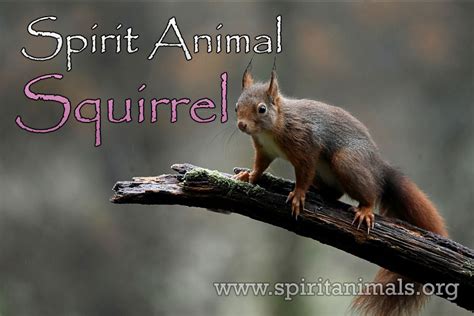 Squirrel Spirit Animal Meaning And Interpretations Spirit Animals