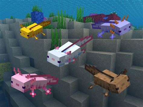All Axolotl Color Variants In Minecraft Newsbreak