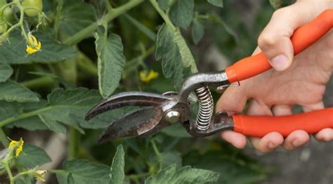 How To Prune Tomato Plants In 6 Easy Steps