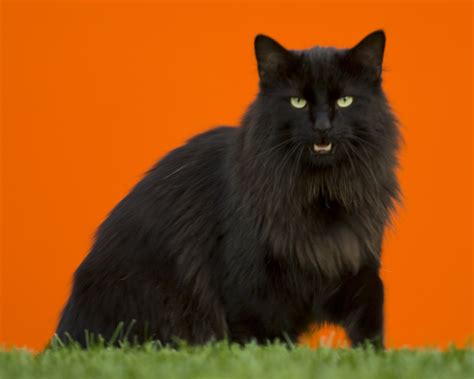 Download 669 norwegian forest cat images and stock photos. Cat Picture and Information