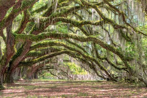 Plantation Oaks South Carolina By Robert Biondo On 500px 2