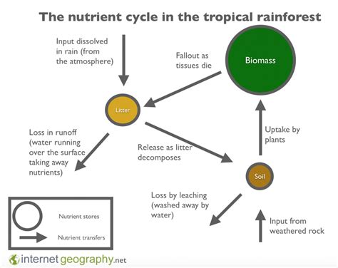 The Nutrient Cycle In The Rainforest Internet Geography