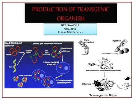 It is an organism that has had genes inserted (or moved into) from a different organism slideshow 2661807 by astrid. Production of transgenic organism