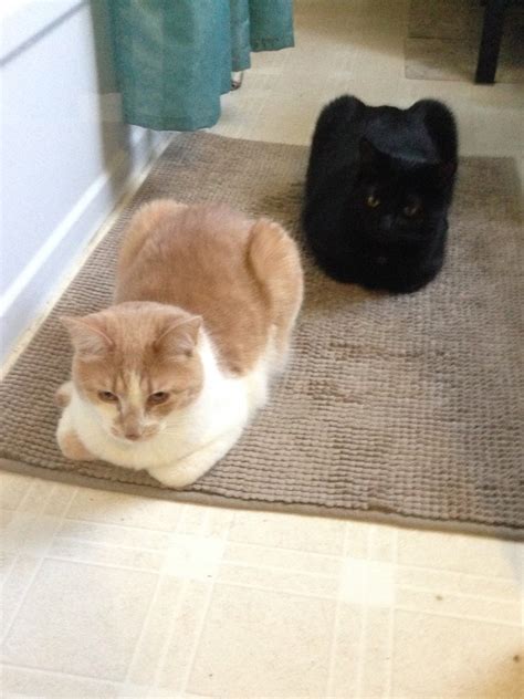 30 Adorable Photos Of Cats Who Turned Into Loaves Of Bread I Present