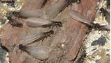 Termite Trails Inside House Photos