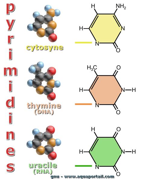 Pyrimidine définition et explications