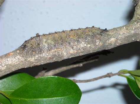 Hairy And Flat Caterpillar Tolype Velleda Bugguidenet