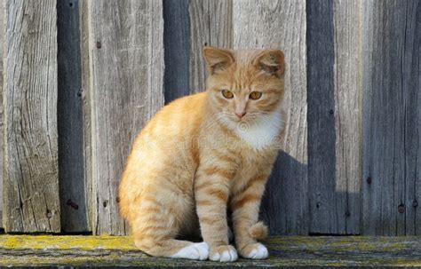 Ginger Tabby Cat Stock Image Image Of Hair Home Fluffy 92063937