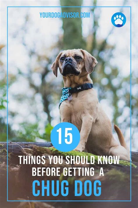 15 Things You Should Know Before Getting A Chug Dog A Chihuahua Pug