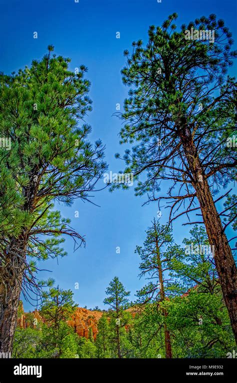 Tall Green Pine Trees Under Bright Blue Sky And Red Cliffs Stock Photo