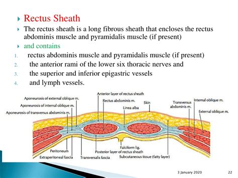 PPT The Abdominal Wall And Inguinal Region PowerPoint Presentation
