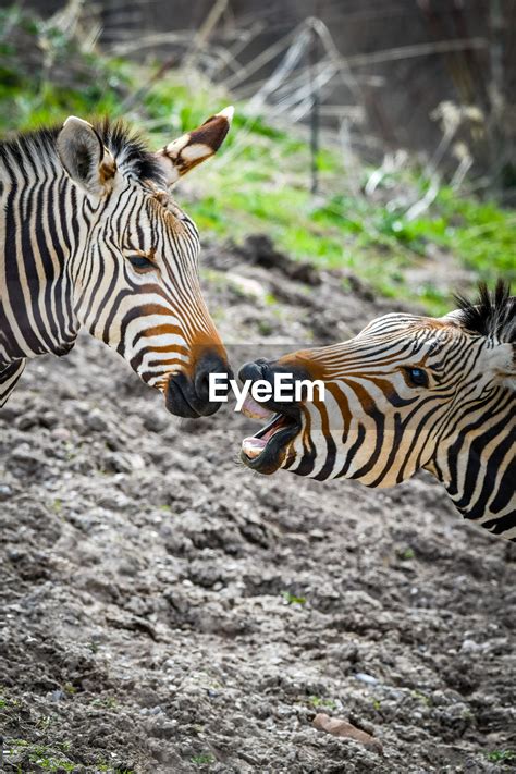 Zebras And A Tiger Id 140182834