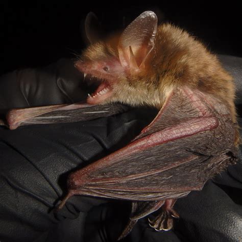 Northern Long Eared Bat Proposed Reclassification Enviroscience