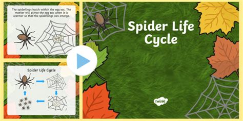 Spider Life Cycle Powerpoint Teacher Made Twinkl Lupon Gov Ph