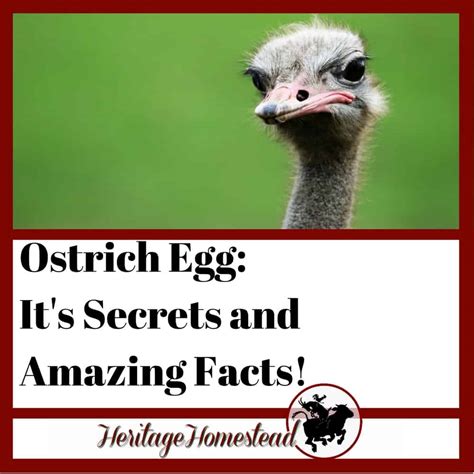 Ostrich Egg Nutrition Facts Besto Blog