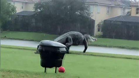 Watch Today Highlight Massive Alligator Spotted Walking