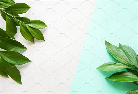 Green Leaves On Pastel Background High Quality Nature Stock Photos