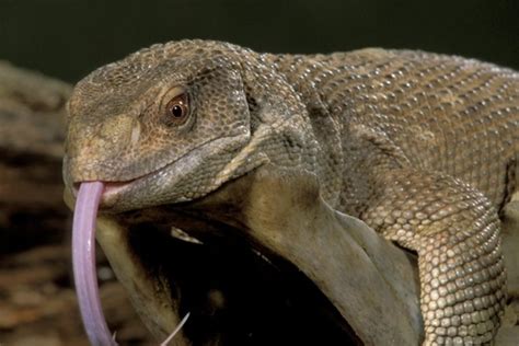 Monitor Lizards Breathing May Have Evolved Before Dinosaurs Nbc News