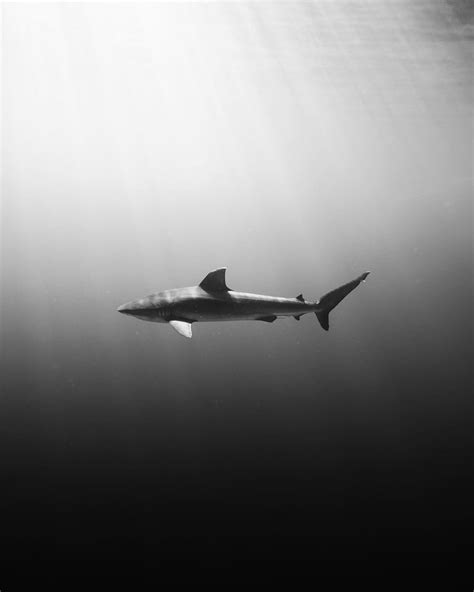 Omura Underwater Photography Nolan Surfing Instagram Life Ocean