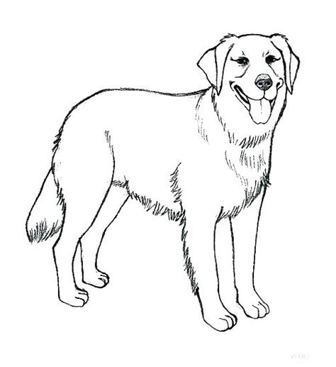 Chocolate Lab Coloring Pages At Free Printable