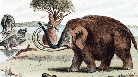 What Frozen Woolly Mammoth Meat Tastes Like The Atlantic
