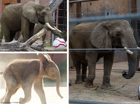 10 Worst Zoos For Elephants 2021