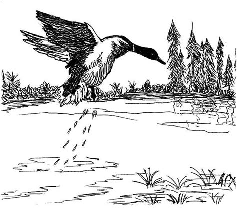 Mallard Duck Jumping From Lake Coloring Pages Color Luna Mallard