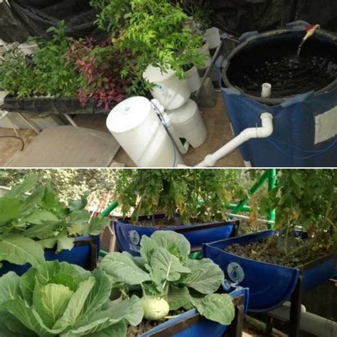 How To Build An Aquaponics System A Beginners Guide Gardening Tips
