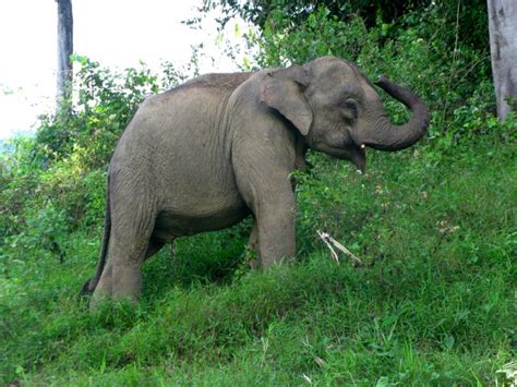 Top 191 National Animal Of Thailand