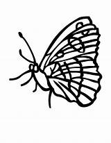 Butterfly Coloring sketch template