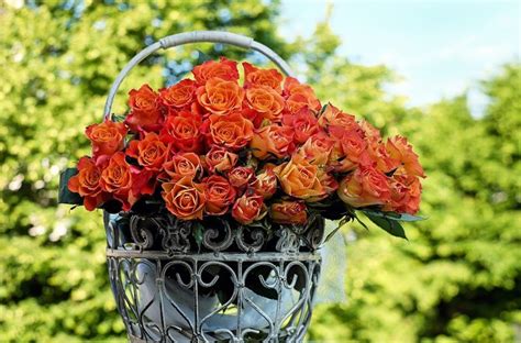 6 Cara Merawat Bunga Mawar Agar Cepat Berbunga Mudah Dan Praktis