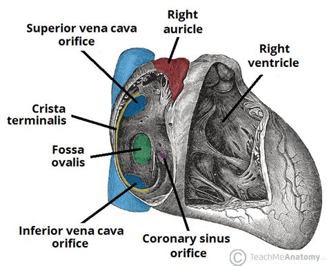 Sulcus Terminalis Heart