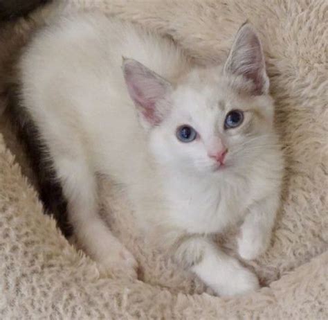 Adopt, attend an event and donate to support continued efforts to save cats and connect them with adopters. Siamese Cat for Adoption in Woodland Hills, California ...